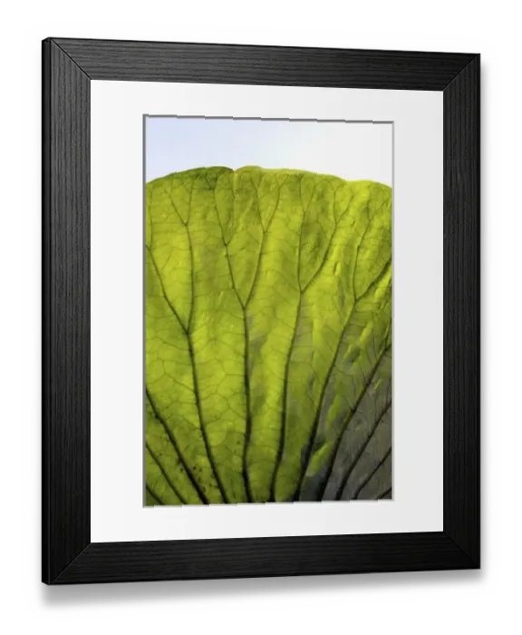 Framed Print : Nature, Flora Framed Print : Nature, Flora