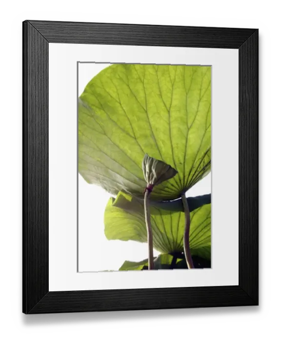 Framed Print : Nature, Flora Framed Print : Nature, Flora