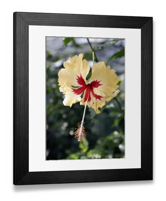 Framed Print : Nature, Flora Framed Print : Nature, Flora