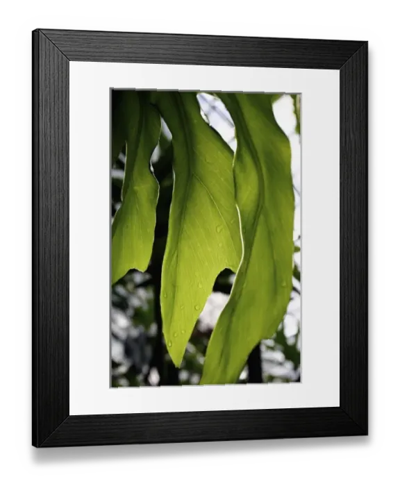 Framed Print : Nature, Flora Framed Print : Nature, Flora