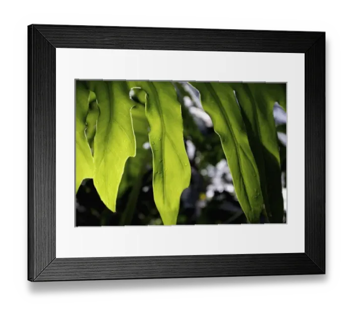 Framed Print : Nature, Flora Framed Print : Nature, Flora