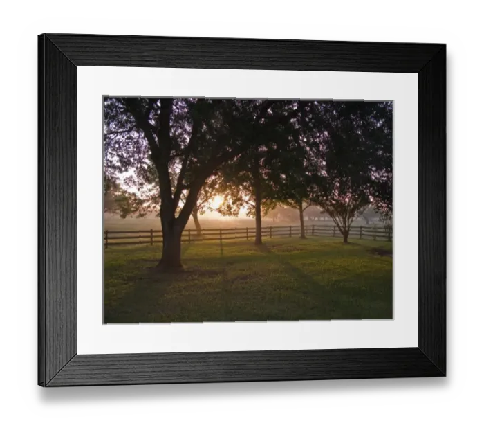 Framed Print : Trees and mist at sunrise Framed Print : Trees and mist at sunrise