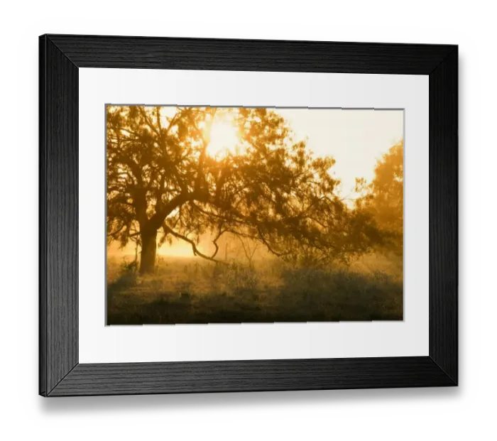 Framed Print : Trees and mist at sunrise