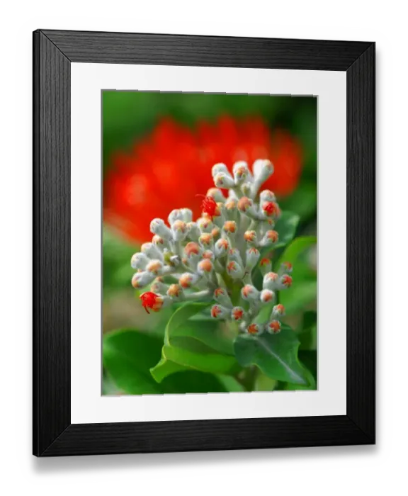 Framed Print : Metrosideros Tomasii. Detail of the flowers Framed Print : Metrosideros Tomasii. Detail of the flowers
