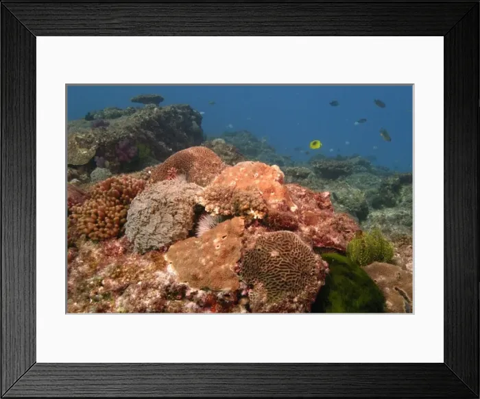 Framed Print : Coral reef, North Stradbroke Island, Queensland, Australia Framed Print : Coral reef, North Stradbroke Island, Queensland, Australia