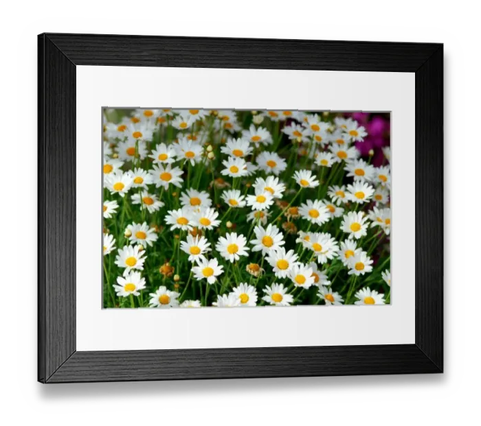 Framed Print : Nature, Flora Framed Print : Nature, Flora