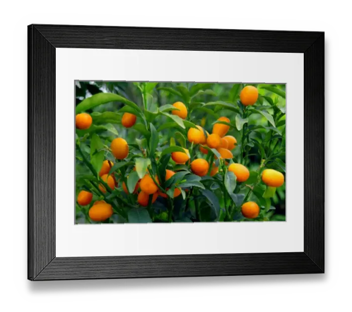Framed Print : Nature, Flora Framed Print : Nature, Flora
