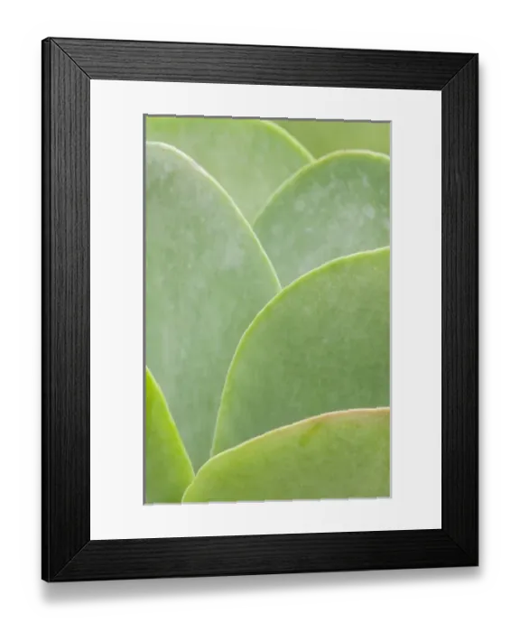 Framed Print : Nature, Flora Framed Print : Nature, Flora