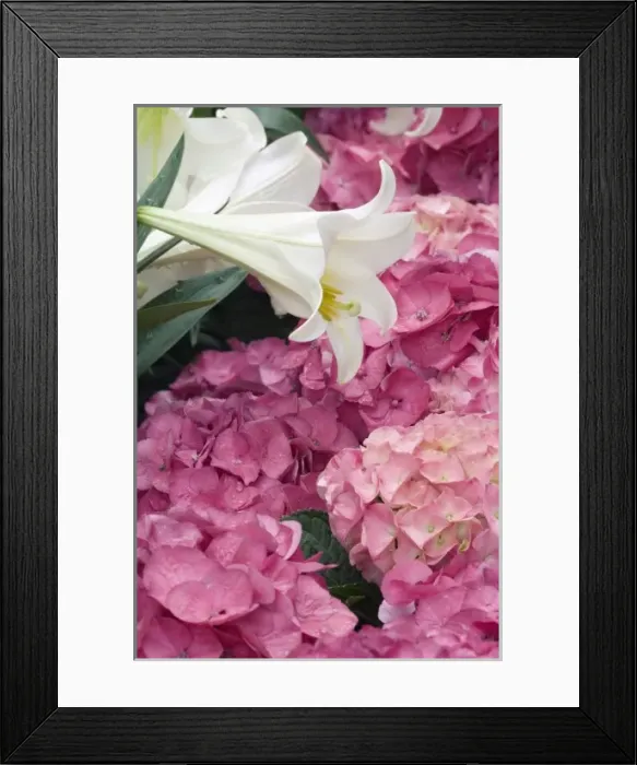 Framed Print : Rhododendron (Rhododendron catawbiense) Heath Family (Ericaceae) and Easter Lily