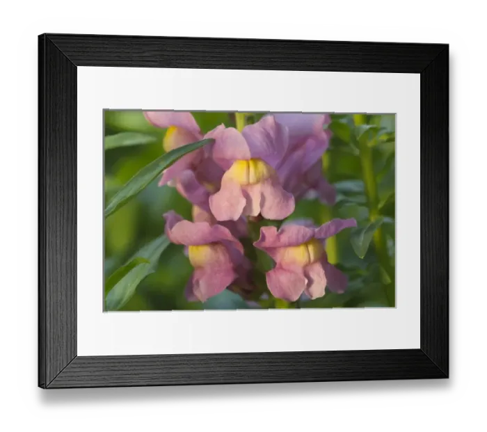Framed Print : Spring blooms