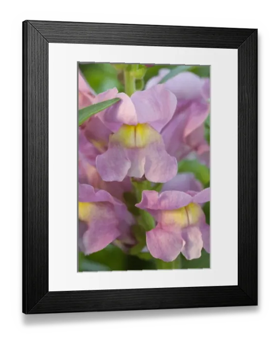 Framed Print : Spring blooms