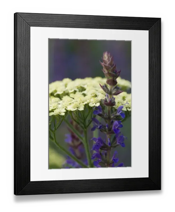 Framed Print : Spring flowers in bloom Framed Print : Spring flowers in bloom