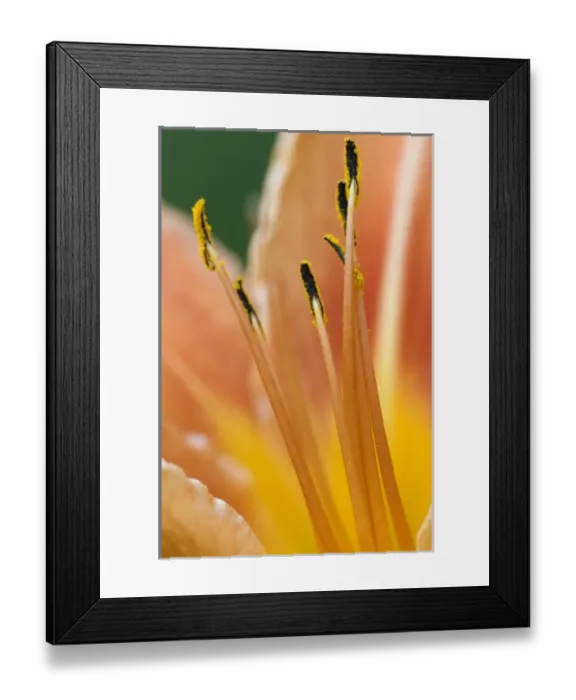 Framed Print : Nature, Flora Framed Print : Nature, Flora