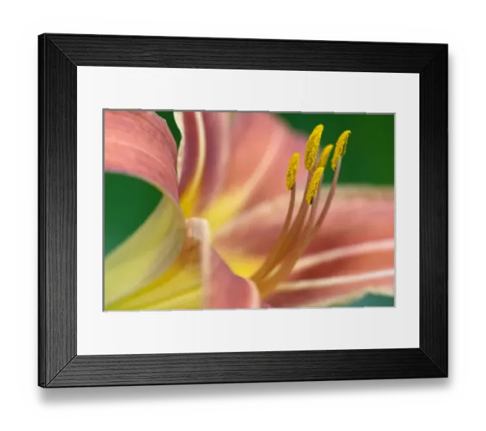 Framed Print : Nature, Flora Framed Print : Nature, Flora