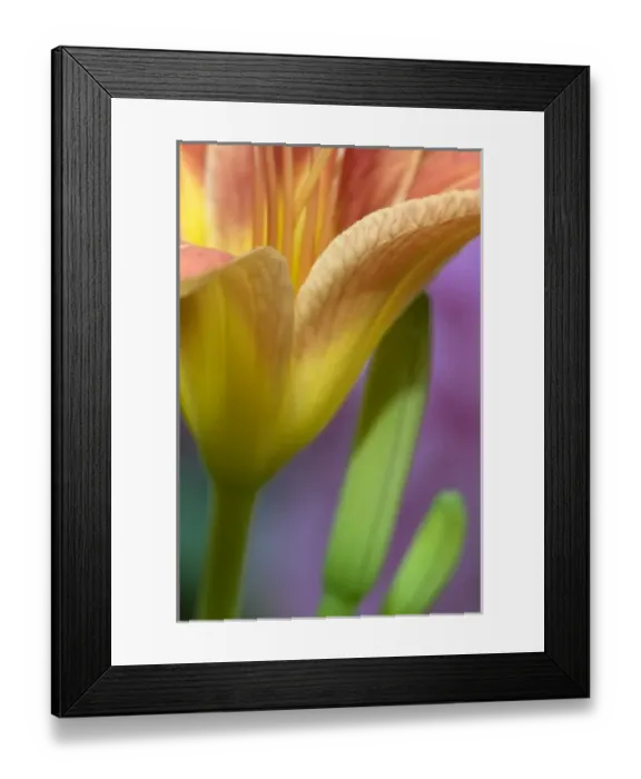 Framed Print : Nature, Flora Framed Print : Nature, Flora