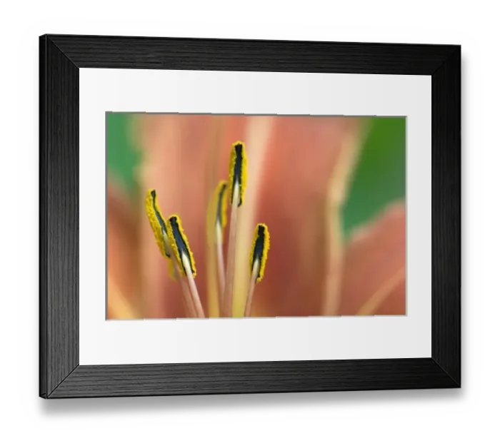 Framed Print : Day Lily, (Hemerocallis fulvia), Lily family (Liliaceae) Framed Print : Day Lily, (Hemerocallis fulvia), Lily family (Liliaceae)