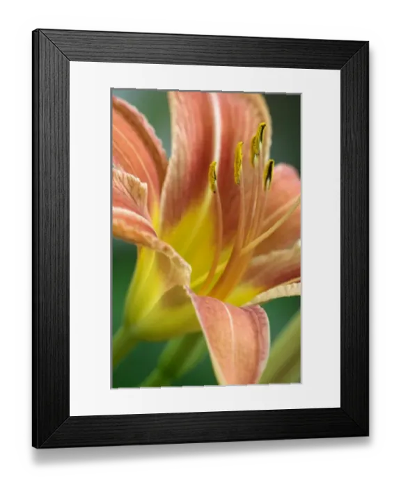 Framed Print : Nature, Flora Framed Print : Nature, Flora