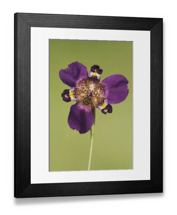 Framed Print : Nature, Flora