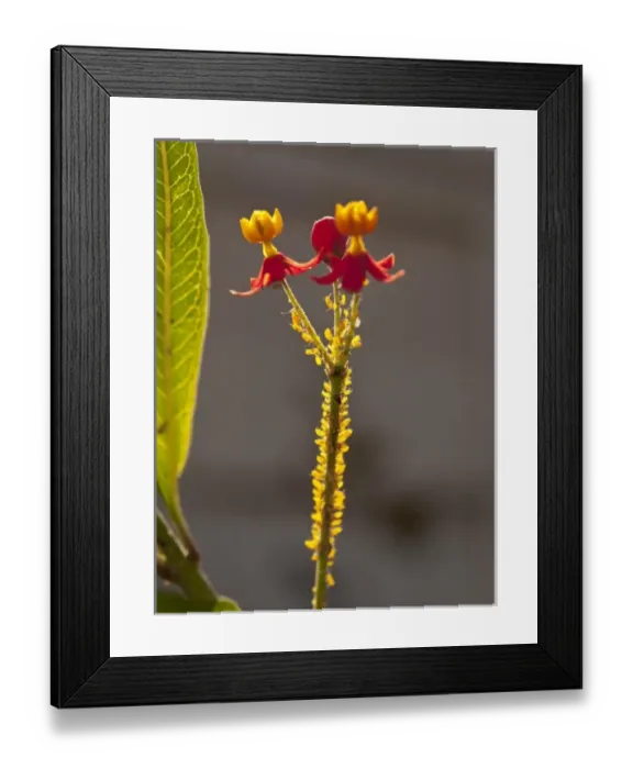 Framed Print : Nature, Flora Framed Print : Nature, Flora