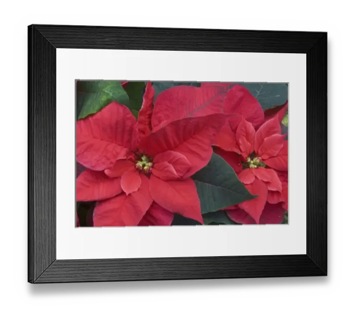 Framed Print : Red Poinsettia Detail (Euphorbia pulcherrima) Framed Print : Red Poinsettia Detail (Euphorbia pulcherrima)
