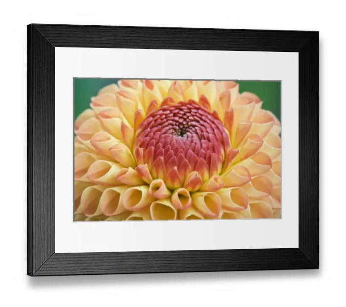 Framed Print : Nature, Flora Framed Print : Nature, Flora