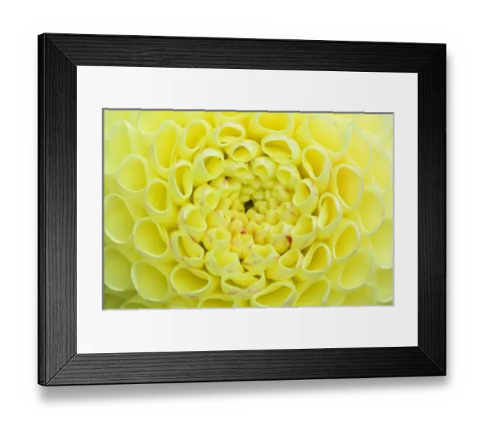 Framed Print : Dahlia. Extreme close-up view of Dahlia head Framed Print : Dahlia. Extreme close-up view of Dahlia head
