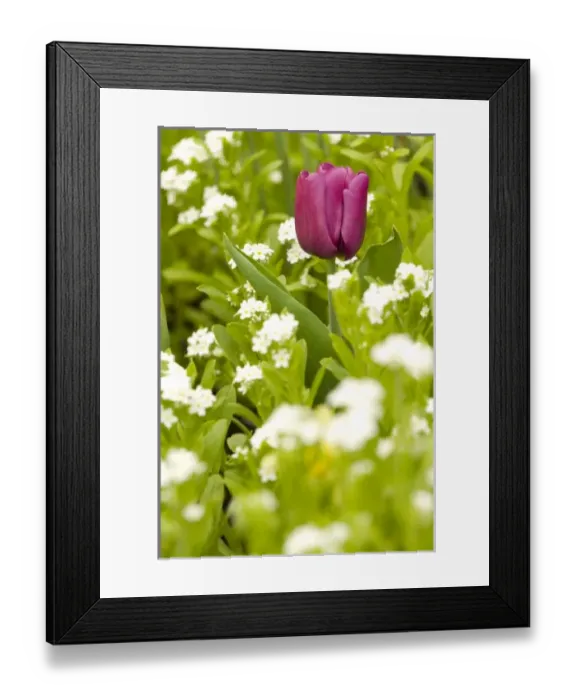 Framed Print : Nature, Flora