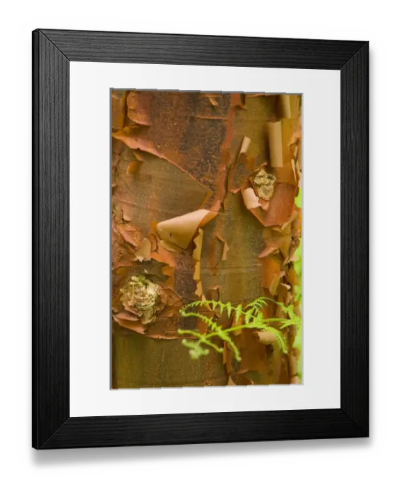 Framed Print : Dramatic pattern and color in peeling paperbark with fern Framed Print : Dramatic pattern and color in peeling paperbark with fern
