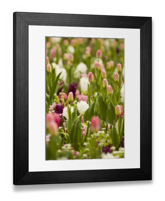 Framed Print : Nature, Flora