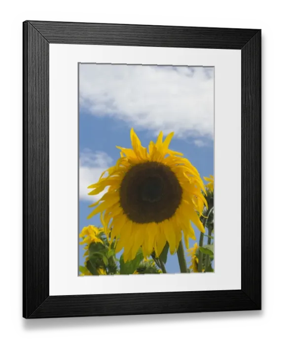 Framed Print : Nature, Flora