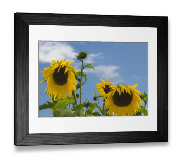 Framed Print : Cheerful yellow giant sunflowers against bright sky