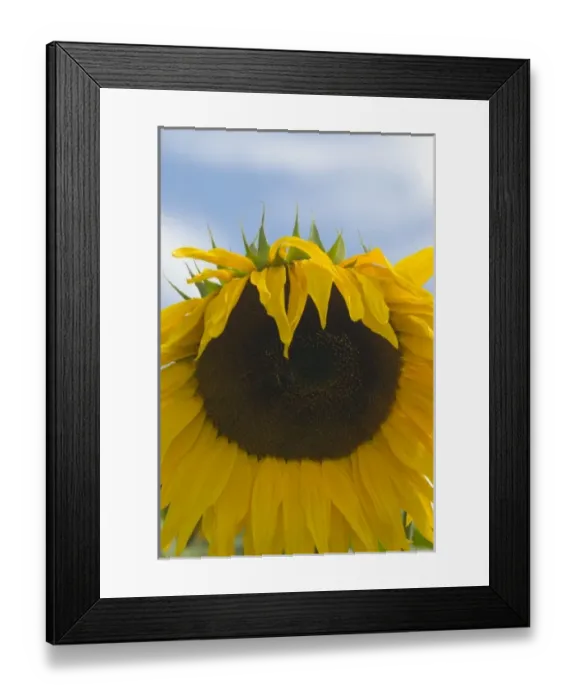 Framed Print : Nature, Flora Framed Print : Nature, Flora