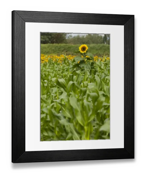 Framed Print : Nature, Flora