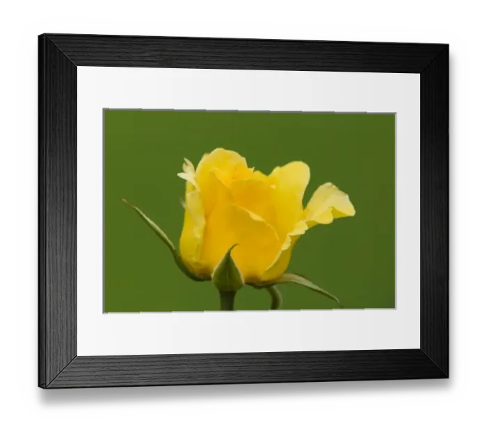 Framed Print : Vibrant yellow rose bloom contrasts rich green background. In Victorian times yellow Framed Print : Vibrant yellow rose bloom contrasts rich green background. In Victorian times yellow