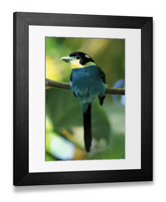 Framed Print : Nature, Fauna Framed Print : Nature, Fauna