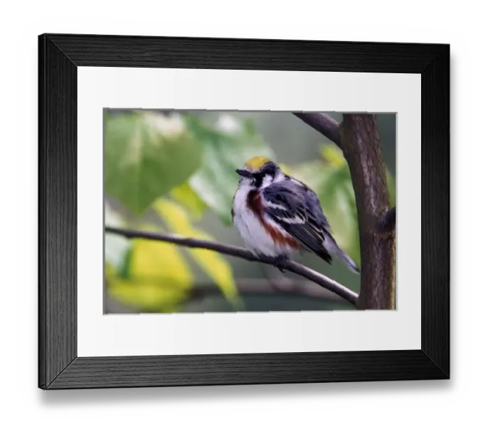 Framed Print : Nature, Fauna Framed Print : Nature, Fauna