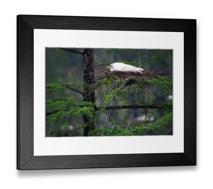 Framed Print : Great Egret on nest (Casmerodius albus)