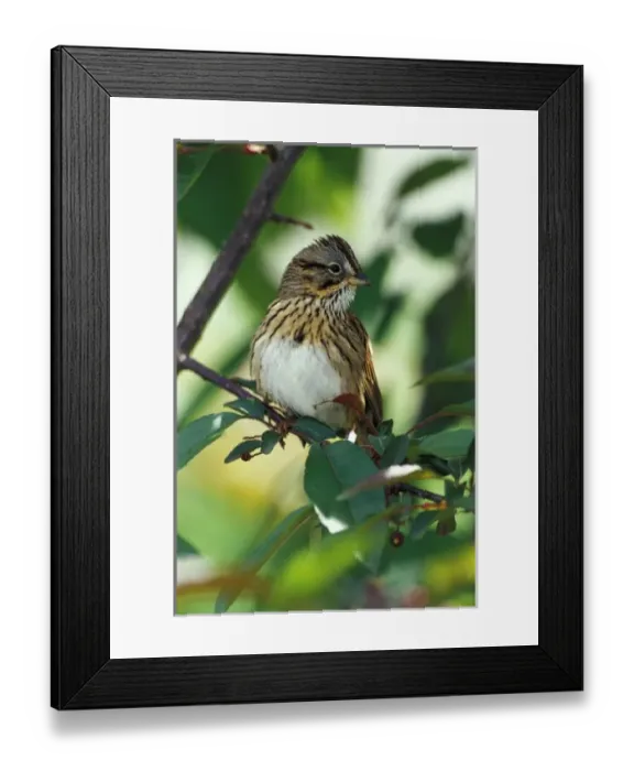 Framed Print : Nature, Fauna Framed Print : Nature, Fauna