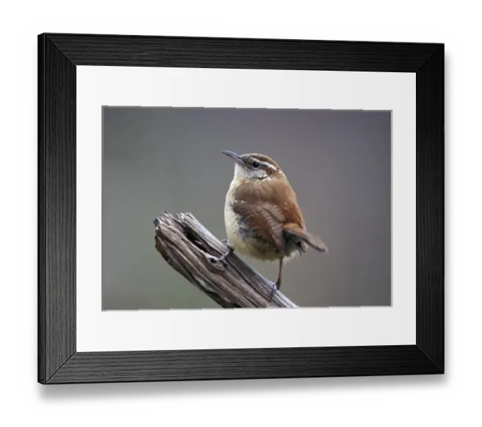 Framed Print : Carolina Wren Framed Print : Carolina Wren