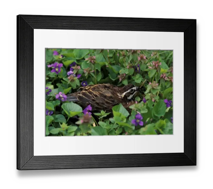 Framed Print : Northern Bobwhite in violets (Colinus virginianus) Framed Print : Northern Bobwhite in violets (Colinus virginianus)