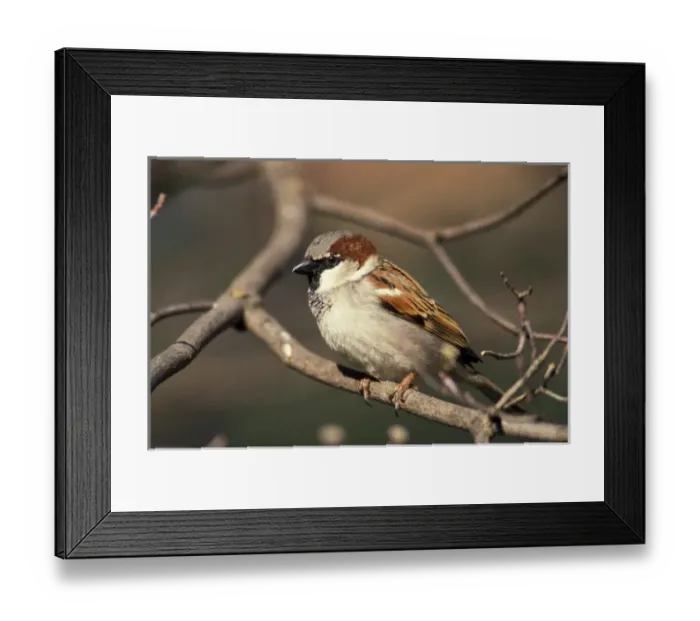 Framed Print : Male House Sparrow (passer domesticus) Framed Print : Male House Sparrow (passer domesticus)