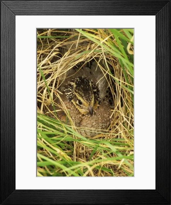 Framed Print : Nature, Fauna Framed Print : Nature, Fauna