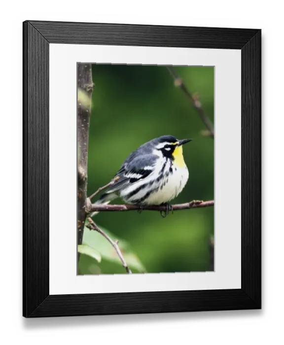 Framed Print : Chestnut-sided Warbler (Dendroica pensylvanica) Framed Print : Chestnut-sided Warbler (Dendroica pensylvanica)