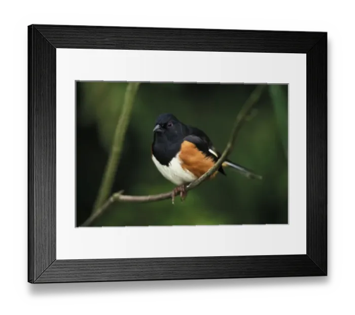 Framed Print : Male Rufous-sided Towhee (Pipilo erythrophthalmus) Framed Print : Male Rufous-sided Towhee (Pipilo erythrophthalmus)