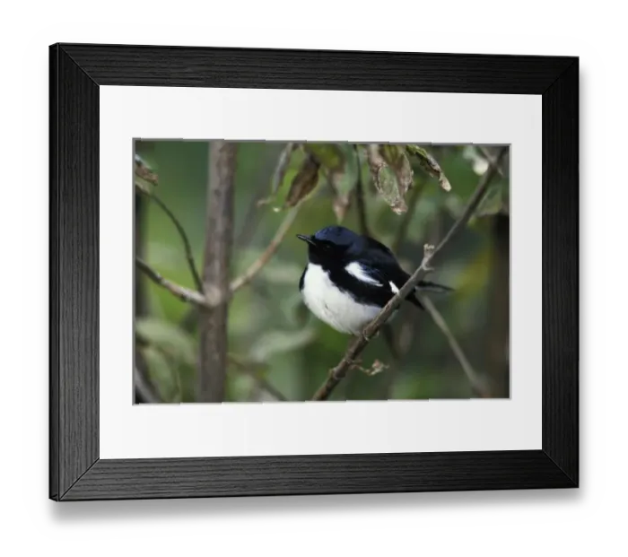 Framed Print : Male Black-throated Blue Warbler (Dendroica caerulescens) Framed Print : Male Black-throated Blue Warbler (Dendroica caerulescens)