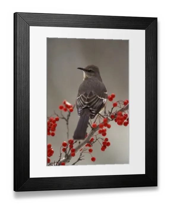 Framed Print : Mockingbird among hawthorn berries Framed Print : Mockingbird among hawthorn berries