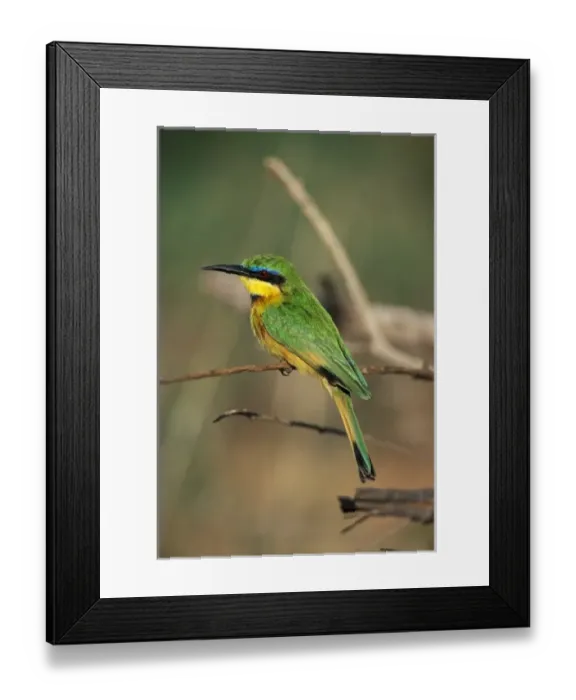Framed Print : Little Bee-Eater (Merops pusillus) Framed Print : Little Bee-Eater (Merops pusillus)