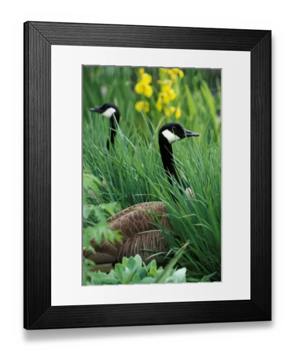 Framed Print : USA, Kentucky, Louisville. Canada Geese in tall grass (Branta canadensis) Framed Print : USA, Kentucky, Louisville. Canada Geese in tall grass (Branta canadensis)