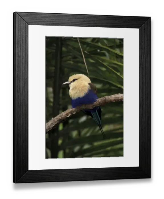 Framed Print : Blue-bellied Roller (Coracias cyanogaster) Framed Print : Blue-bellied Roller (Coracias cyanogaster)