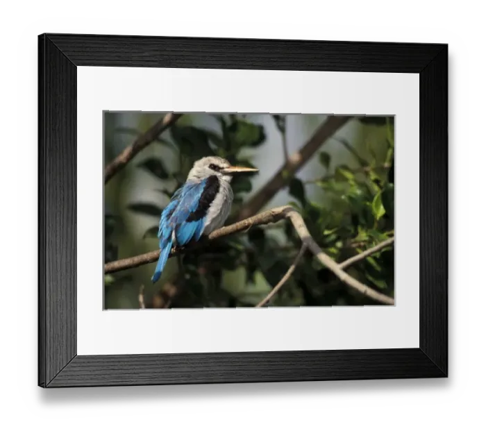 Framed Print : Woodland Kingfisher (Halcyon Senegalensis), found in east and central Africa